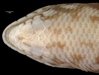 Media type: image;   Herpetology R-2133 Aspect: head ventral